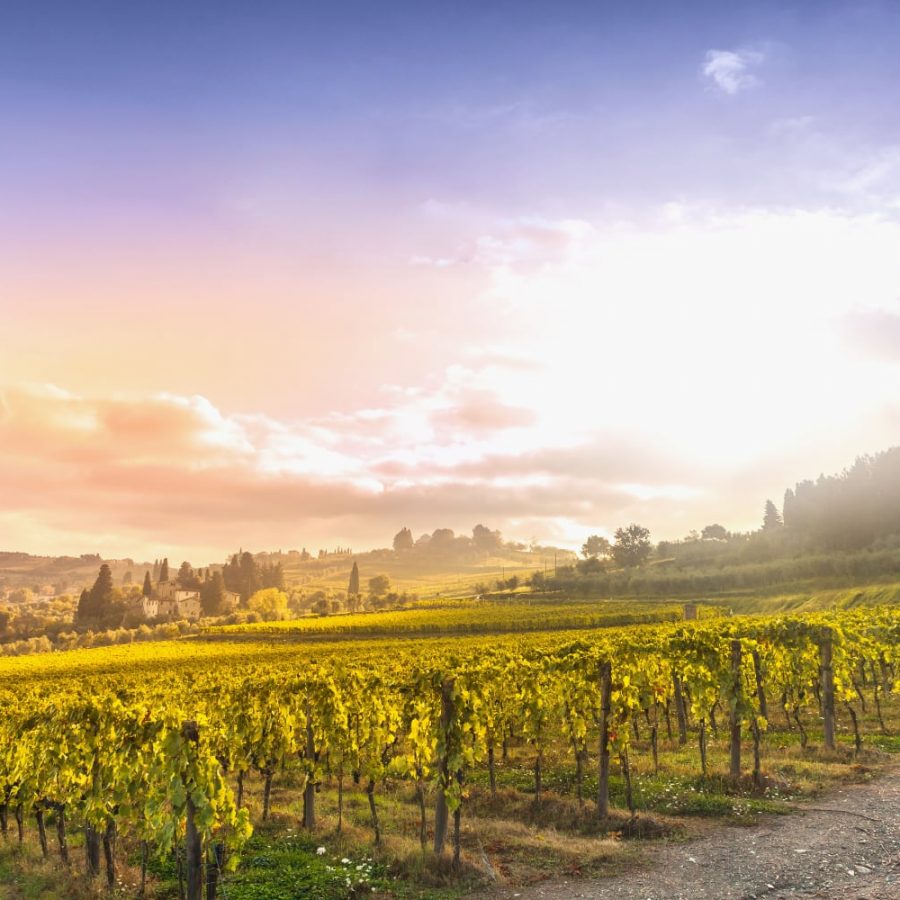 Chianti vineyard landscape